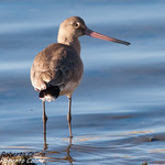 Aguja colinegra (Limosa limosa), marismas santoña, aves, birds, birding, birdwatching