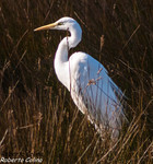 Garceta grande (Egretta alba), marismas santoña, aves, birds, birding, birdwatching