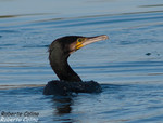 Ciormoran grande (Phalacrocorax carbo), marismas santoña, aves, birds, birding, birdwatching