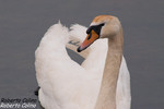 Cisne vulgar (Cignus olor), marismas santoña, aves, birds, birding, birdwatching