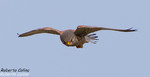 Cernícalo común (Falco tinnunculus), marismas santoña, aves, birds, birding, birdwatching