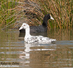 Focha común (Fulica atra), marismas santoña, aves, birds, birding, birdwatching