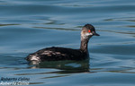 Zampullín cuellinegro (Podiceps nigricollis), marismas santoña, aves, birds, birding, birdwatching