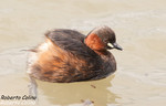Zampullín chico (Tachybaptus ruficollis), marismas santoña, aves, birds, birding, birdwatching