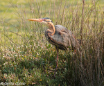 Garza imperial (Ardea purpurea), marismas santoña, aves, birds, birding, birdwatching