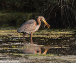 Garza imperial (Ardea purpurea), marismas santoña, aves, birds, birding, birdwatching