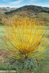 Mimbre (Salix viminalis)
