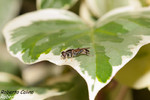 Hiedra (Hedera canariensis)