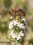 Tomillo (Thymus vulgaris)