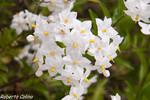 Falso jazmín (Solanum jasminoides)