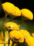 Tanaceto (Tanacetum vulgare)