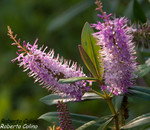 Hebe (Hebe andersonii)