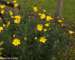 Margarita gris (Euryops pectinatus)