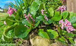 Hortensia de invierno (Bergenia crassifolia)