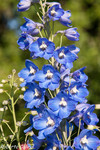 Espuela de caballero (Delphinium ajacis)