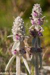 Oreja de conejo (Stachys lanata)