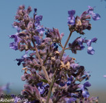 Menta de gato (Nepeta cataria)
