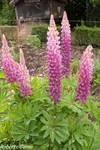 Altramuz (Lupinus sp.)