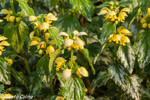 Ortiga muerta amarilla (Lamium galeobdolon)