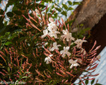 Jazmín (Jasminum grandiflorum)