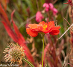 Geum (Geum coccineum)