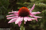 Equinacea (Echinacea purpurea)