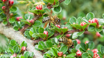 Cotoneaster horizontal (Cotoneaster horizontalis)