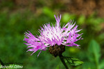 Centaurea (Centaurea sp.)
