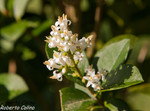 Aligustre (Ligustrum vulgare)