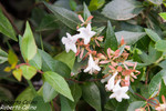 Abelia (Abelia grandiflora)