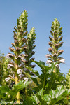Acanto (Acanthus mollis)