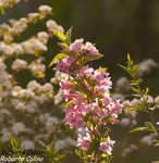Veigela (Weigelia florida)
