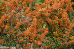 Espino de fuego (Pyracantha coccinea)