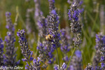 Lavanda (Lavandula angustifolia)