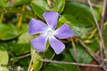 Hierba doncella (Vinca major)