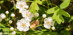 Espino blanco (Crataegus monogyna)