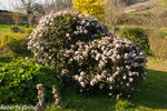 Durillo (Viburnum tinus)