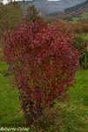 Agracejo (Berberis vulgaris)