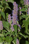 Agastache anisata, flora auxiliar, areitz soroa, agricultura ecológica