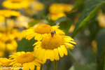 Anthemis sp., flora auxiliar, areitz soroa, agricultura ecológica