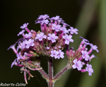 Verbena bonaerensis, flora auxiliar, areitz soroa, agricultura ecológica