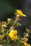 Potentilla fruticosa, flora auxiliar, areitz soroa, agricultura ecológica