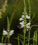 Physostegia virginiana, flora auxiliar, areitz soroa, agricultura ecológica