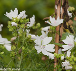 , flora auxiliar, areitz soroa, agricultura ecológica, malva blanca, Malva moschata