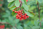 guillomo, cotoneaster salicifolius, flora auxiliar, areitz soroa, agricultura ecológica