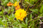 Tagete, Tagetes sp., flora auxiliar, areitz soroa, agricultura ecológica