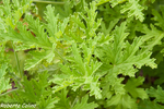 malvarrosa, Pelargonium capitatum, flora auxiliar, areitz soroa, agricultura ecológica
