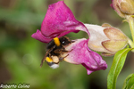 boca de dragón, Antirrhinum majus, flora auxiliar, areitz soroa, agricultura ecológica