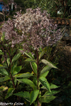 Eupatorium maculatum, flora auxiliar, areitz soroa, agricultura ecológica