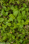 melisa, melisa officinale, flora auxiliar, areitz soroa, agricultura ecológica